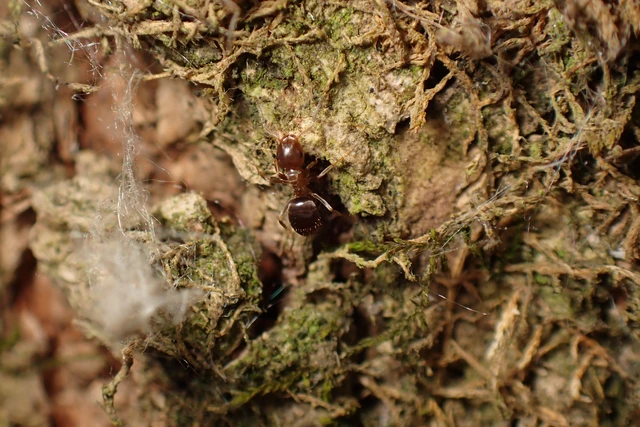 Lasius brunneus - rozsdáshátú feketehangya