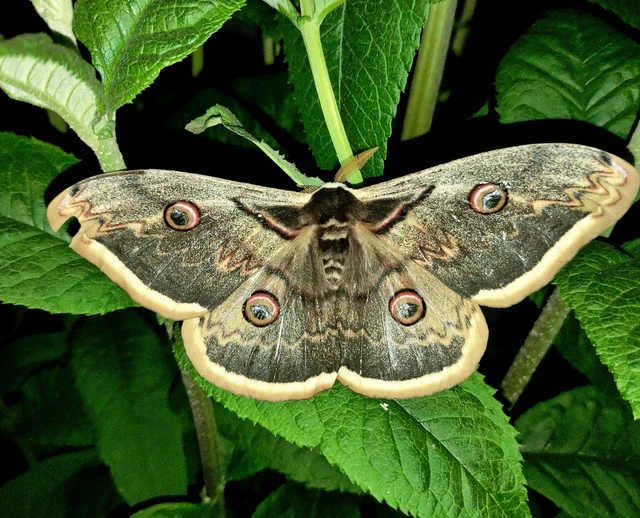Saturnia pyri - nagy pávaszem Saturnia pyri - nagy pávaszem