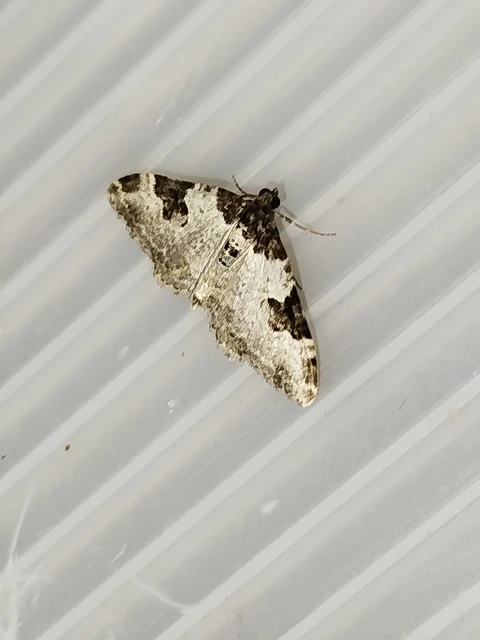 Xanthorhoe fluctuata - közönséges tarkaaraszoló