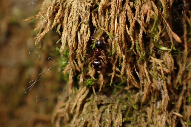 Dolichoderus quadripunctatus - négypettyes erdeihangya
