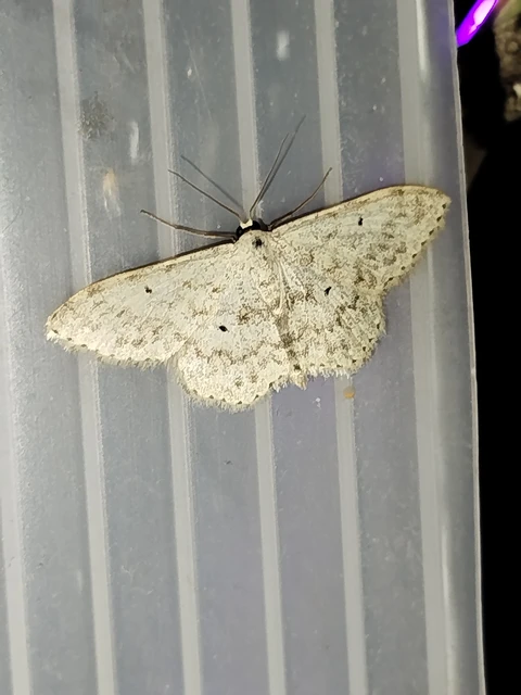 Scopula marginepunctata - pettyes sávosaraszoló