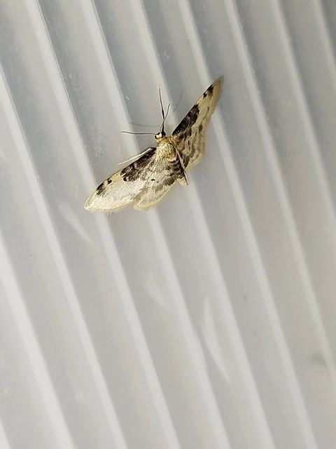 Idaea filicata - sötéttövű apróaraszoló