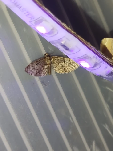 Eupithecia dodoneata - tölgy-törpearaszoló
