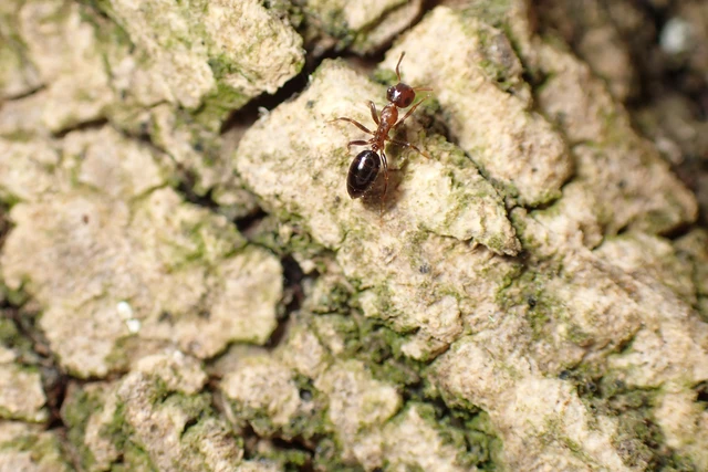 Colobopsis truncata - kapushangya