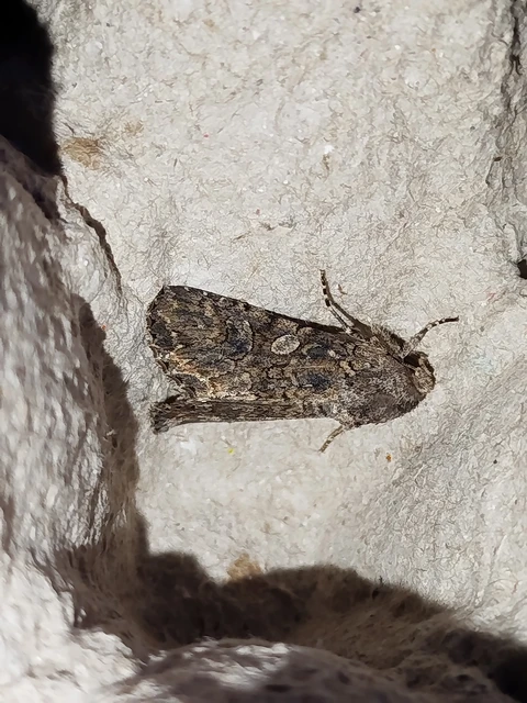 Hadula trifolii - lóherebagoly