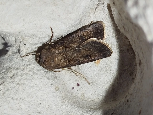 Agrotis segetum - vetési földibagoly