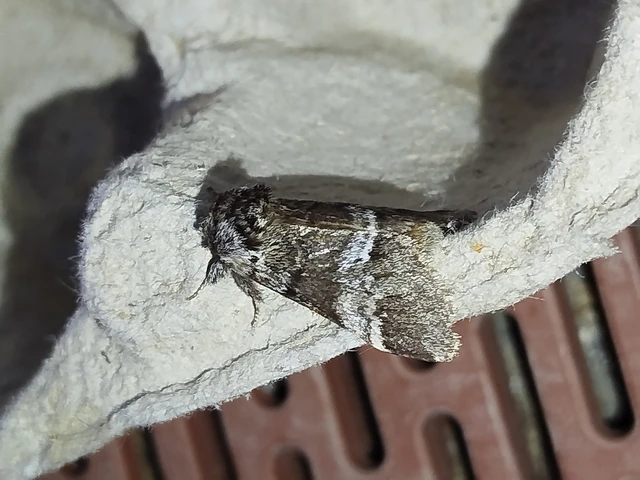 Drymonia dodonea - bélyeges púposszövő