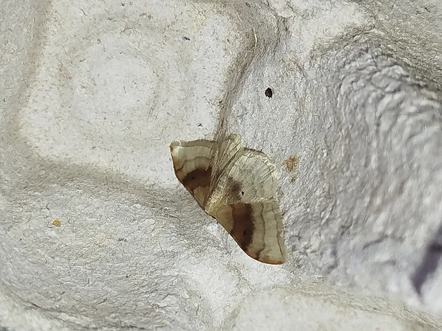 Idaea degeneraria - barnasávos araszoló