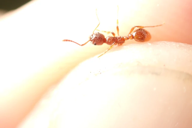 Myrmica rubra - közönséges bütyköshangya