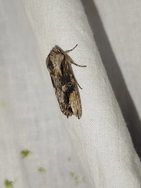 Egira conspicillaris - változékony szürkebagoly