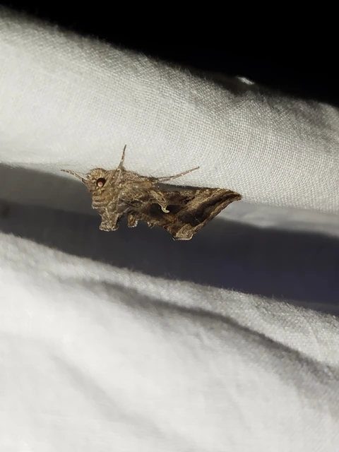 Autographa gamma - gammalepke