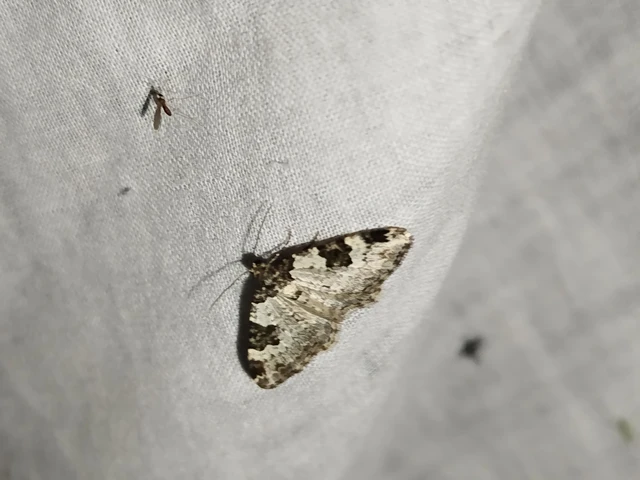 Xanthorhoe fluctuata - közönséges tarkaaraszoló