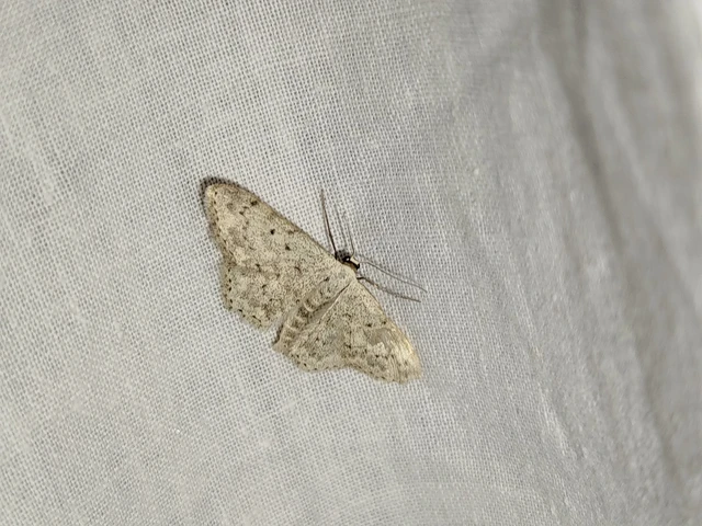 Scopula marginepunctata - pettyes sávosaraszoló