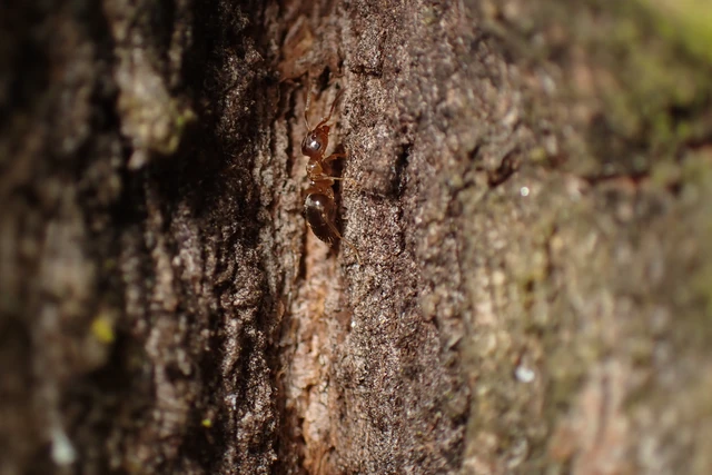 Lasius brunneus - rozsdáshátú feketehangya