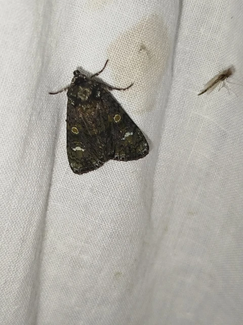 Craniophora ligustri - fagyalbagoly