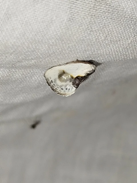 Cilix glaucata - törpe sarlósszövő