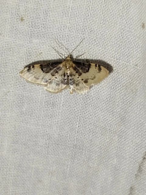 Idaea filicata - sötéttövű apróaraszoló