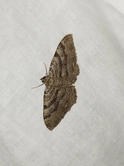 Hydria cervinalis - őzbarna araszoló