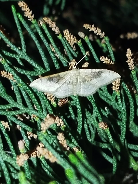 Idaea degeneraria - barnasávos araszoló