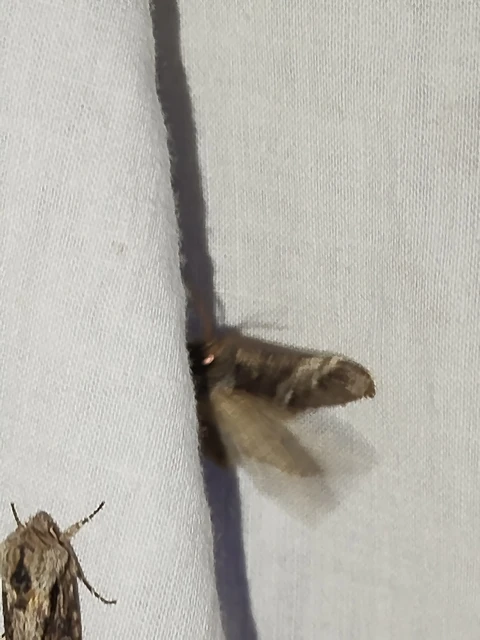 Drymonia dodonea - bélyeges púposszövő