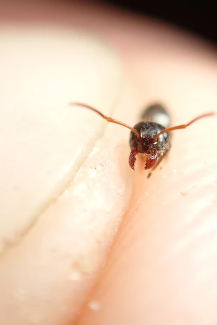 Lasius platythorax - erdei feketehangya