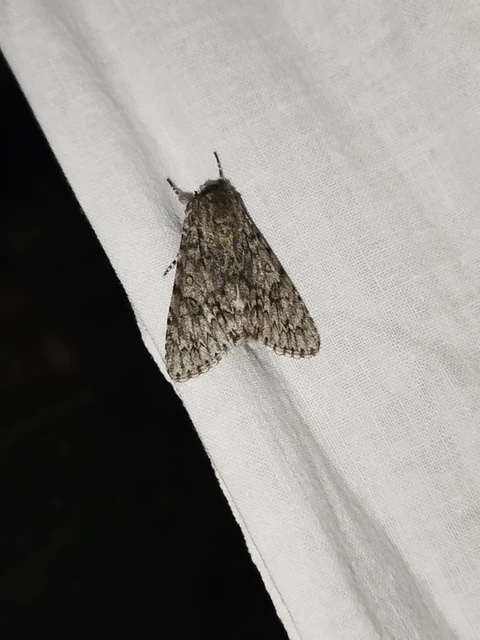 Acronicta aceris - vadgesztenye-szigonyosbagoly