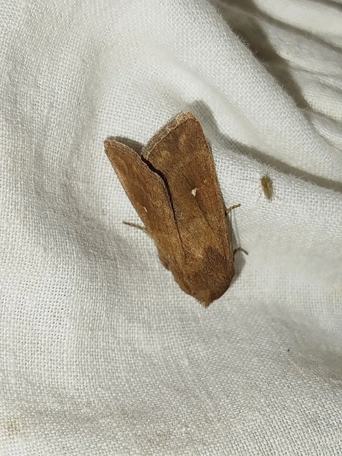 Mythimna albipuncta - fehérpettyes rétibagoly