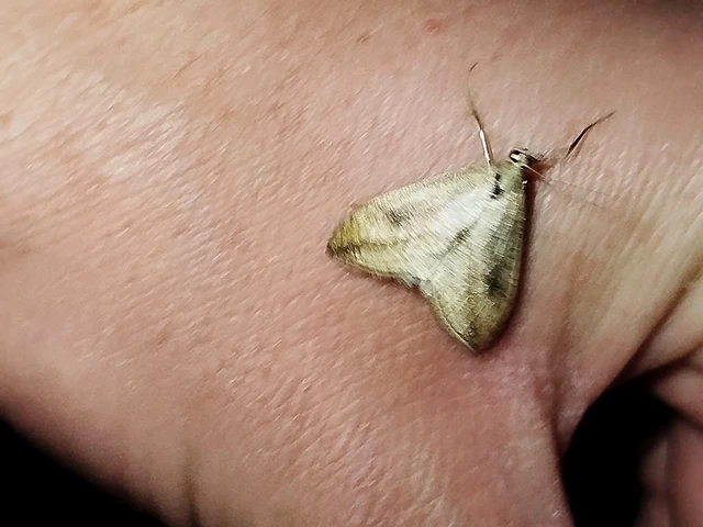 Evergestis forficalis - veteménymoly