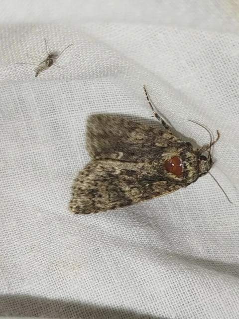 Acronicta rumicis - sóska-szigonyosbagoly Acronicta rumicis - sóska-szigonyosbagoly