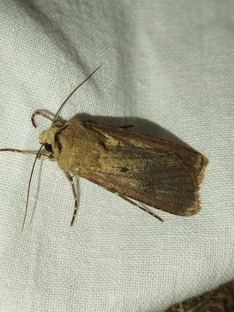 Agrotis exclamationis - felkiáltójeles földibagoly