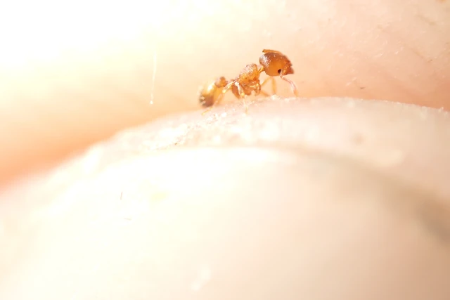 Temnothorax crassispinus - gubacslakó kéreghangya