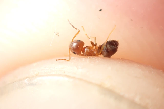 Lasius brunneus - rozsdáshátú feketehangya
