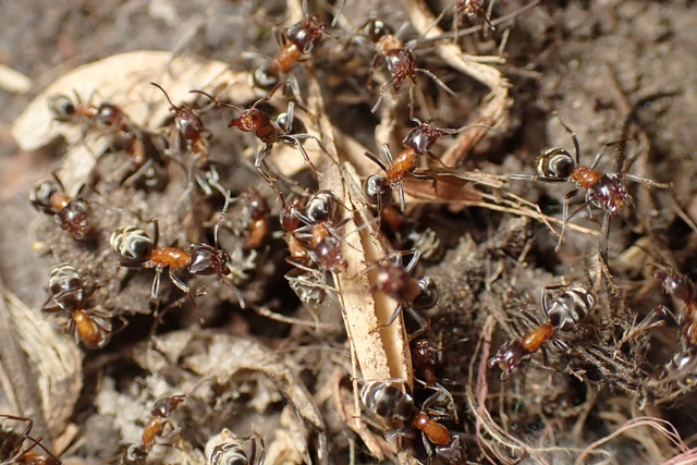 Liometopum microcephalum - tölgyfahangya