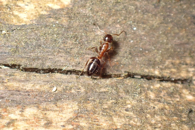 Colobopsis truncata - kapushangya