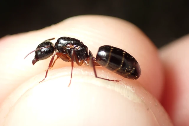 Camponotus fallax - ligeti lóhangya