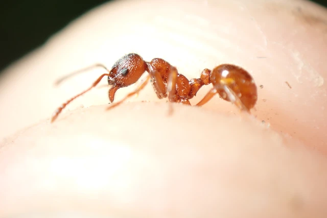 Myrmica rubra - közönséges bütyköshangya