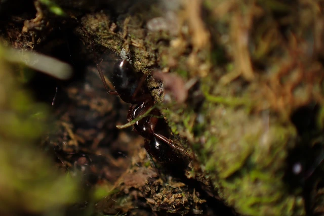Camponotus fallax - ligeti lóhangya