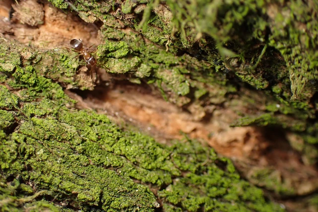 Lasius brunneus - rozsdáshátú feketehangya
