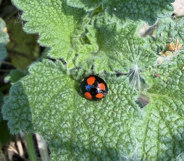 Harmonia axyridis - harlekinkatica