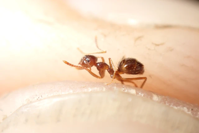 Prenolepis nitens - ragyogóhangya