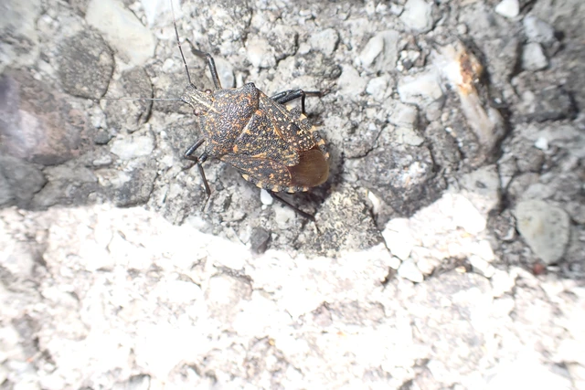 Apodiphus amygdali