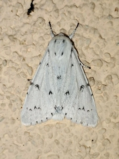 Acronicta leporina - fehér szigonyosbagoly