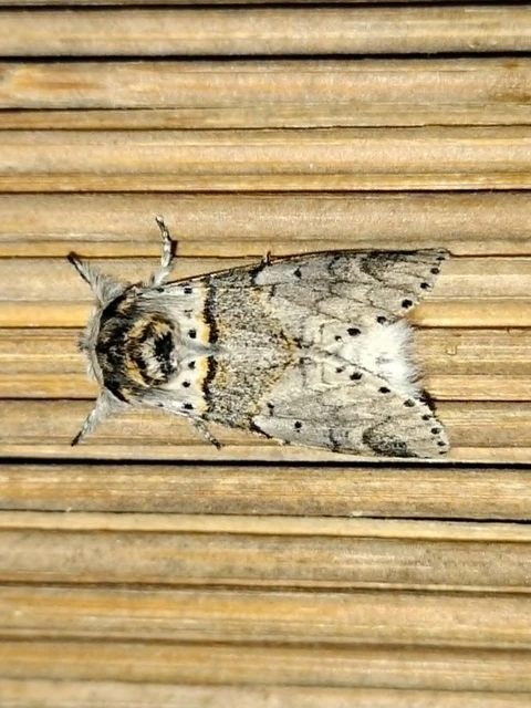 Furcula furcula - szürke púposszövő