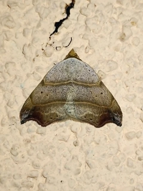 Laspeyria flexula - zuzmóbagoly