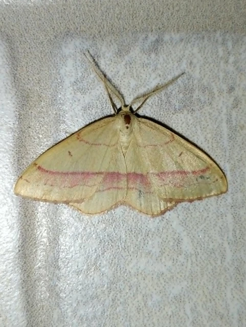 Rhodostrophia vibicaria - pirosszélű araszoló