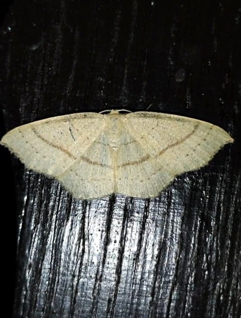 Cyclophora linearia - vonalas pettyesaraszoló