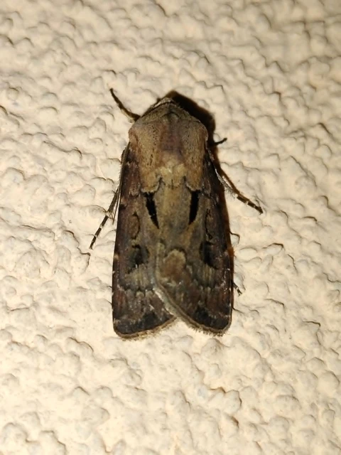Agrotis exclamationis - felkiáltójeles földibagoly