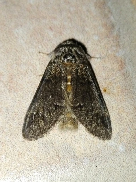 Drymonia dodonea - bélyeges púposszövő