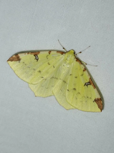 Opisthograptis luteolata - citromsárga araszoló