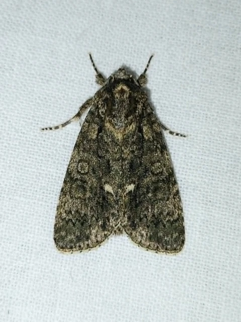 Acronicta rumicis - sóska-szigonyosbagoly Acronicta rumicis - sóska-szigonyosbagoly